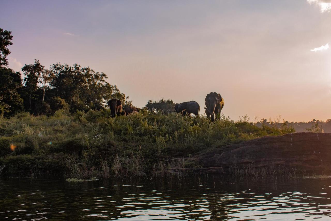Wild Glamping Gal Oya - Thema Collection Otel Galgamuwa  Dış mekan fotoğraf